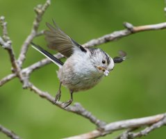 DSC_1300-DxO_longtailed_tit_flying_with_insect-lsss.jpg