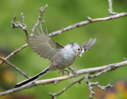 DSC_1301-DxO_longtailed_tit_flying_with_insect_vvs.jpg