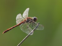 DSC_9259-DxO_common_darter_dragonfly_wings_reflecting.jpg
