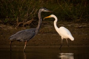 091620--Egret-Heron-Turtle-1.jpg