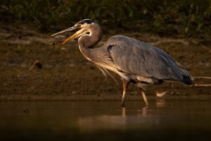 091620--Egret-Heron-Turtle-3.jpg