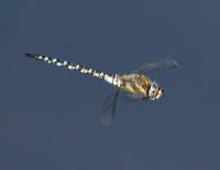 IMG_1446-DxO_migrant_hawker_dragonfly_flying-isss.jpg
