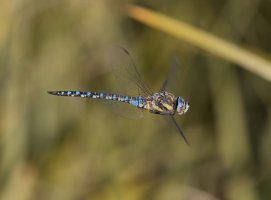 309A0188NN_migrant_hawker_flying-ss.jpg