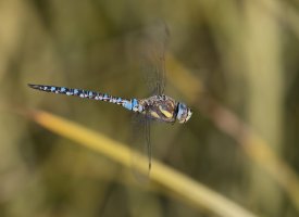 309A0191NN_migrant_hawker_flying-ss.jpg