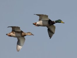 309A0315_NN_ducks_flying-ssED_800mm.jpg