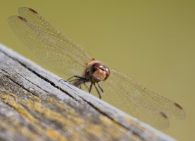 309A0275_NN_common_darter_face-ss_560mm.jpg