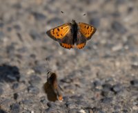 309A0358_NN_small_copper_butterfly_flying-ss_560mm.jpg