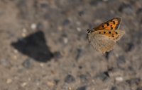 309A0366_NN_small_copper_butterfly_flying-ss560mm.jpg