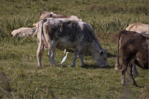 309A0484NN_cattle_egret_under_cow_Full_small_248mm.jpg