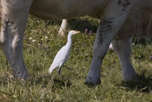 309A0484NN_cattle_egret_under_cow-ss_248mm.jpg