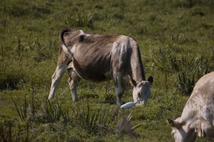 309A0473NN_cattle_egret_pecking_cow_Full_small_248mm.jpg