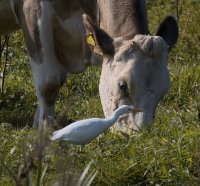 309A0473NN_cattle_egret_pecking_cow-ss_248mm.jpg