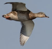 309A0315_NN_ducks_flying-ss800mm_duck.jpg