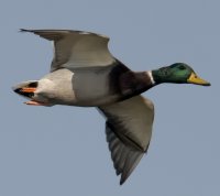 309A0315_NN_ducks_flying-ss800mm_Drake.jpg