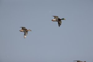 309A0315NN__flying_ducks_800mm.jpg
