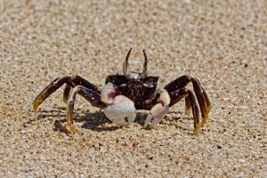 Ocypode ceratophthalma - Horned ghost crab  4_DxO.jpg