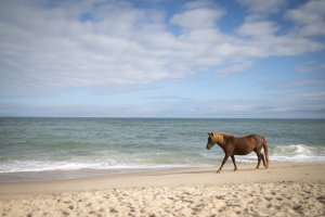 resized-092620-Assateague-1.jpg