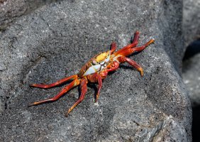 3Q7A3910-DxO_crab_small.jpg 3Q7A3910-DxO_crab_small.jpg