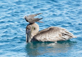 3Q7A5375-DxO_brown_noddy_tern_on_pelican_small.jpg