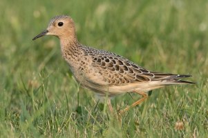 Buff-breasted Sandpiper (fall) 101.jpg