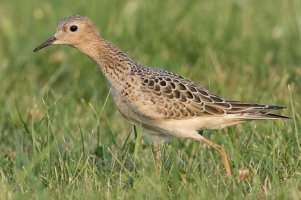 Buff-breasted Sandpiper (fall) 106.jpg