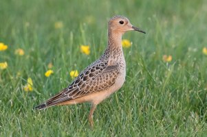 Buff-breasted Sandpiper (fall) 116.jpg