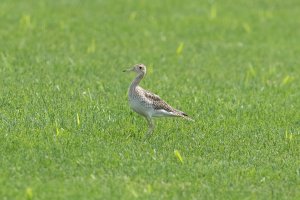 Upland Sandpiper (adult-summer) 116.jpg