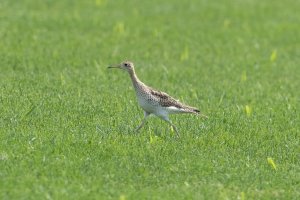 Upland Sandpiper (adult-summer) 117.jpg