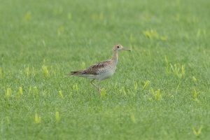 Upland Sandpiper (adult-summer) 124.jpg