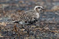 American Golden Plover (adult-molting-fall) 101.jpg