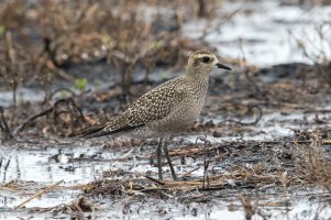 American Golden Plover (Hatch Year-Summer) 115.jpg