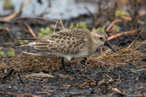 Baird's Sandpiper (adult molting-fall) 103.jpg