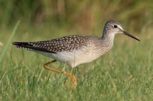 Lesser Yellowlegs (hatch year) 100.jpg