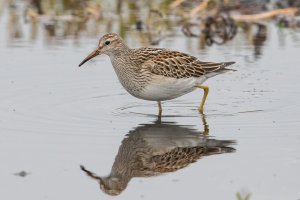 Pectoral Sandpiper (hatch year) 100.jpg