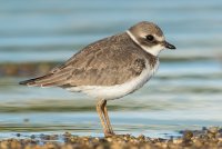 Semipalmated Plover (1st fall) 114.jpg