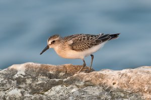 Semipalmated Sandpiper (hatch year) 100.jpg