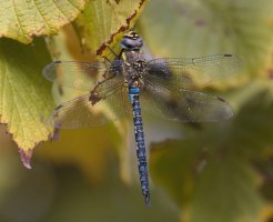 309A1888NN_migrant_hawker_dragonfly-ss.jpg