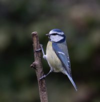 309A2054_Blue_Tit-ss-dd.jpg