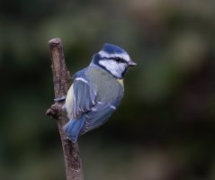 309A2047_Blue_Tit-ss-dd.jpg