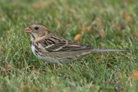 Harris's Sparrow (hatch year) 100.jpg