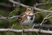 Harris's Sparrow (hatch year) 103.jpg