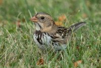 Harris's Sparrow (hatch year) 105.jpg