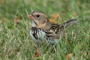 Harris's Sparrow (hatch year) 105.jpg