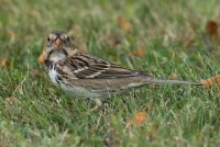 Harris's Sparrow (hatch year) 108.jpg