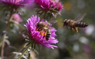 SMD_8508-2.jpg SMD_8508-2.jpg