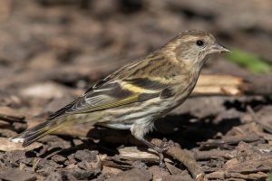 Pine Siskin (fall) 100.jpg