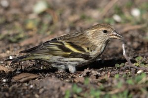 Pine Siskin (fall) 102.jpg