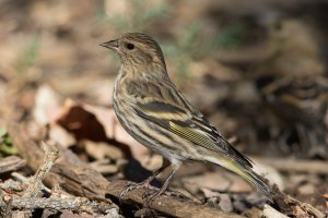 Pine Siskin (fall) 105.jpg