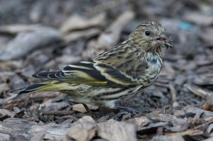 Pine Siskin (fall) 120.jpg