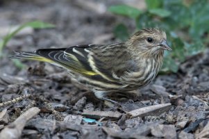 Pine Siskin (fall) 121.jpg